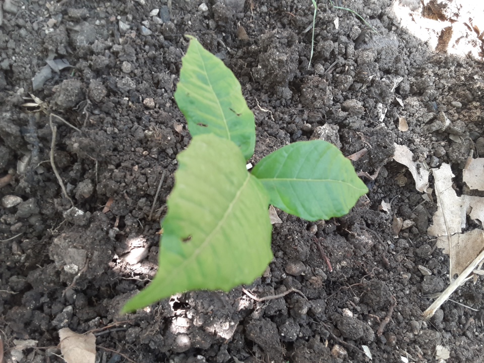 tree