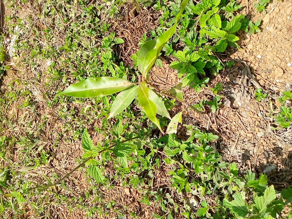 tree