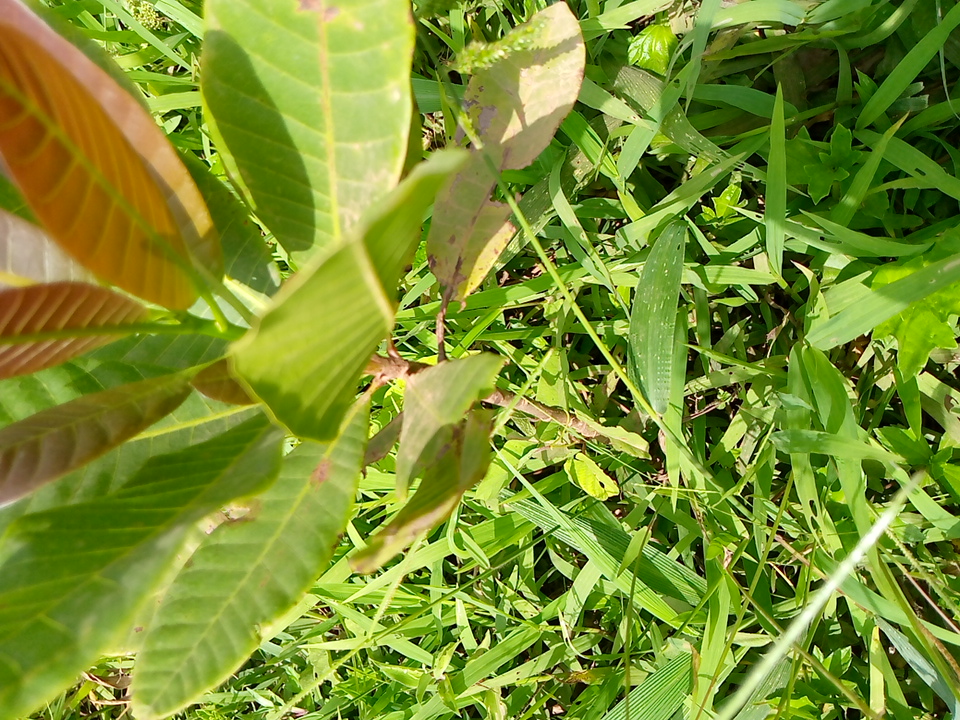 tree