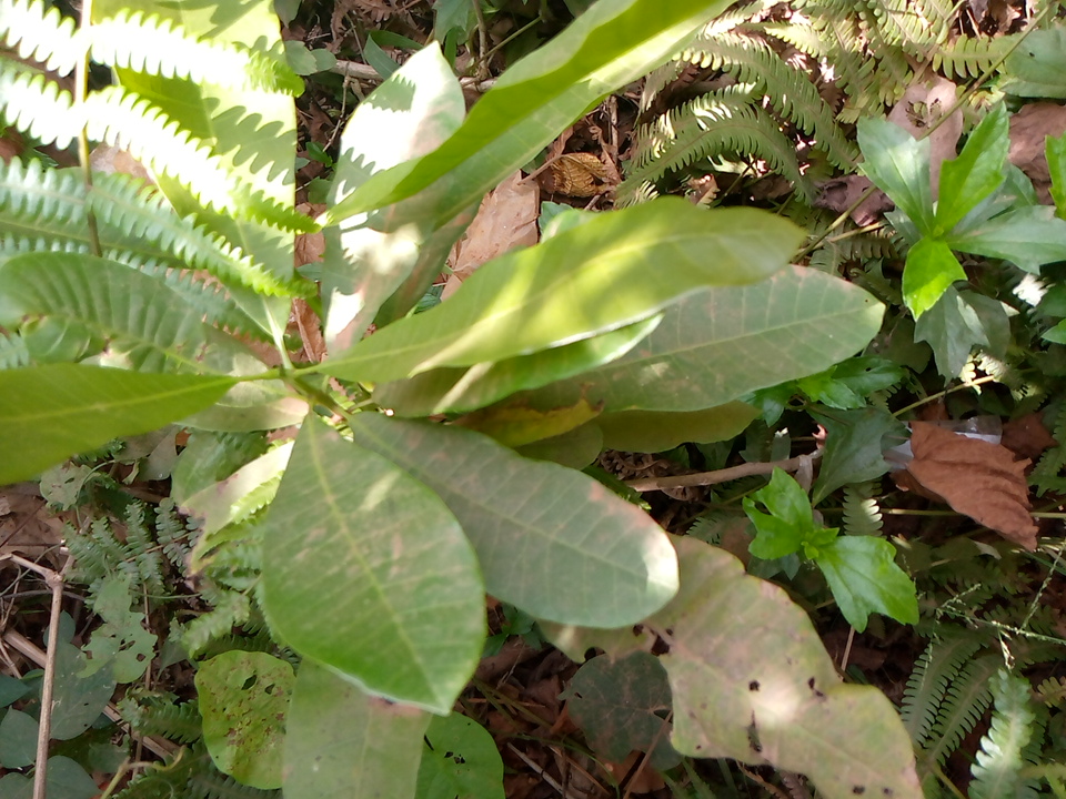 tree