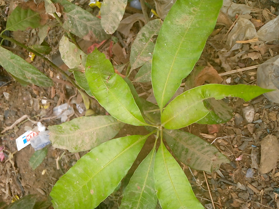 tree