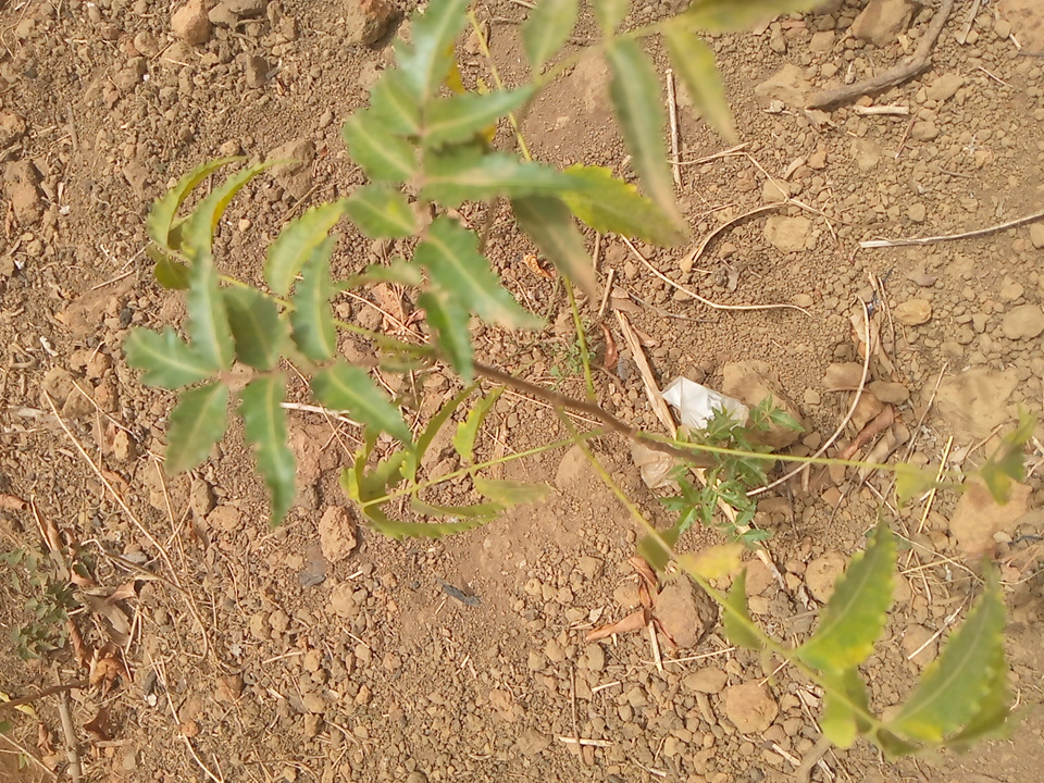 tree