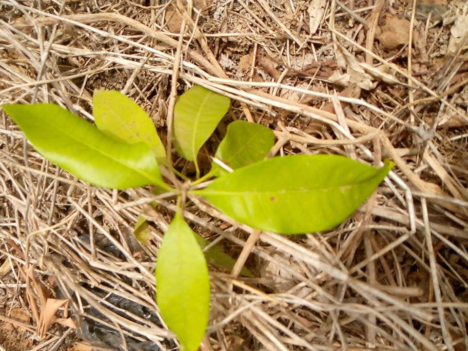 tree