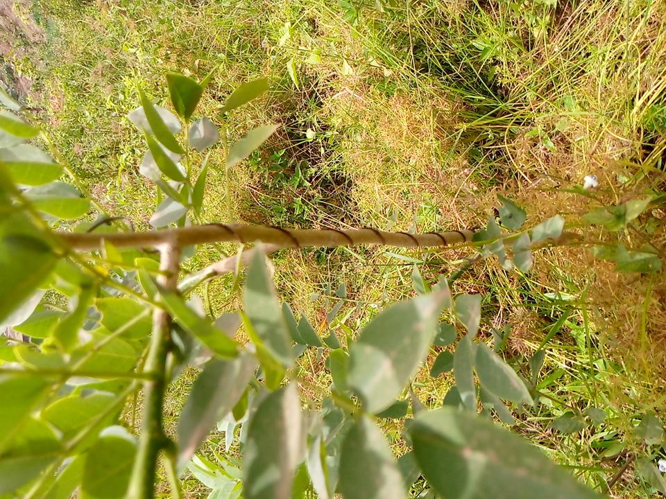 tree