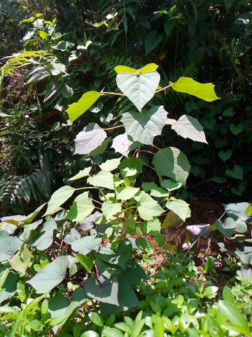tree