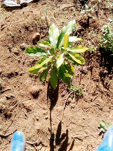 tree