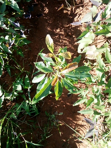 tree