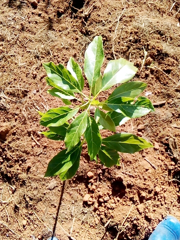 tree