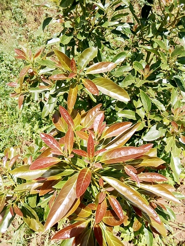 tree