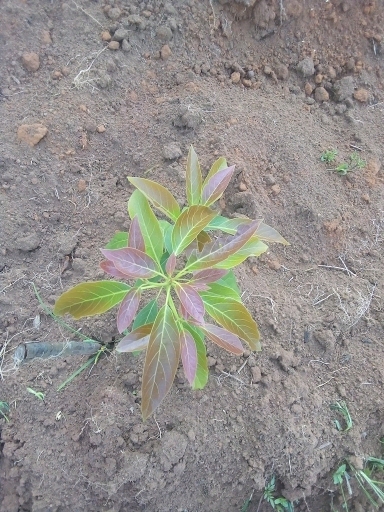 tree