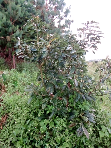 tree