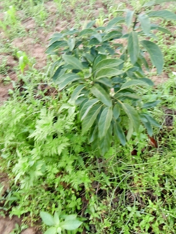 tree