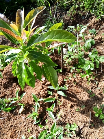 tree