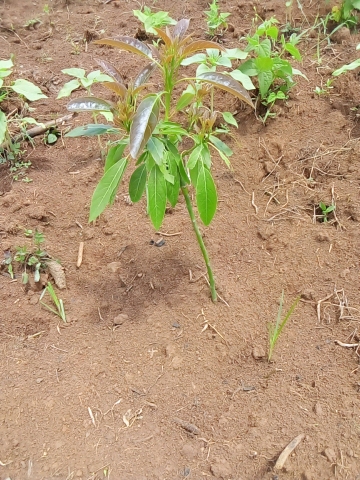 tree