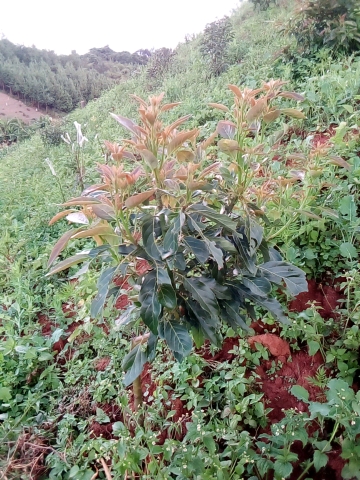 tree