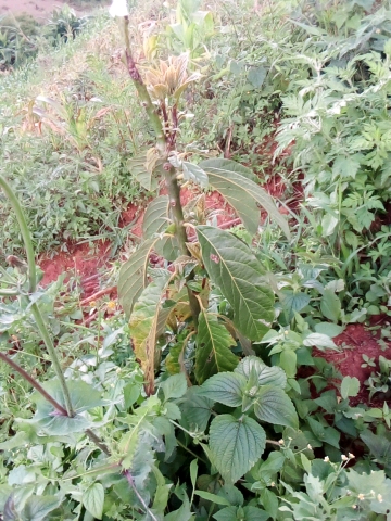 tree