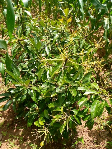 tree
