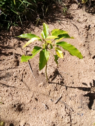 tree