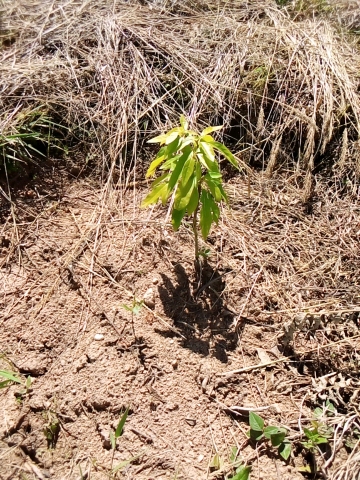 tree