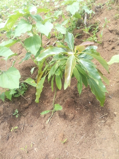 tree
