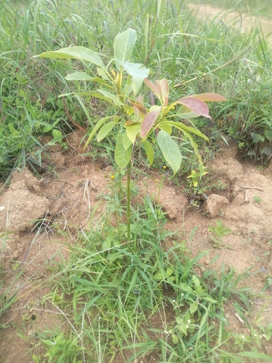 tree