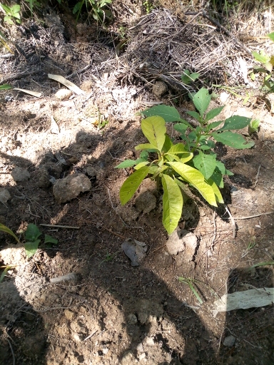 tree
