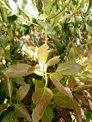 tree