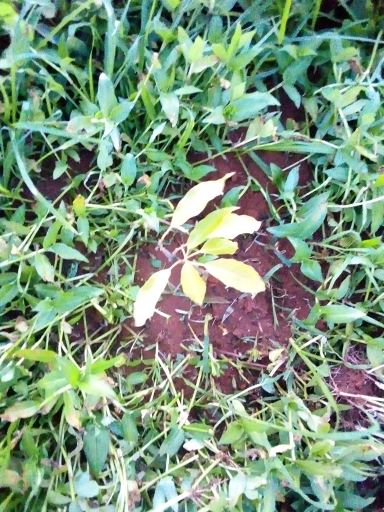 tree