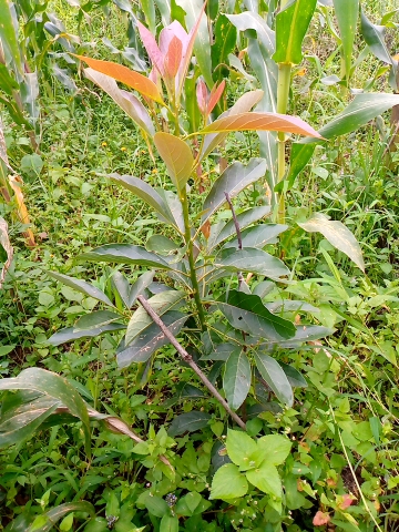 tree