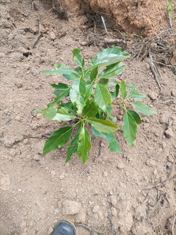 tree