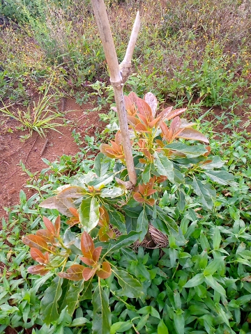 tree