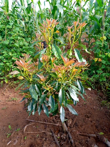 tree