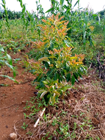 tree