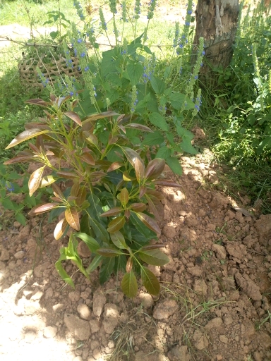tree