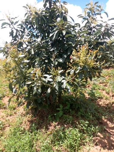 tree