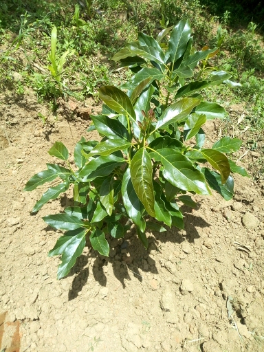 tree