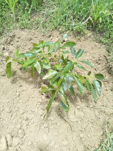 tree