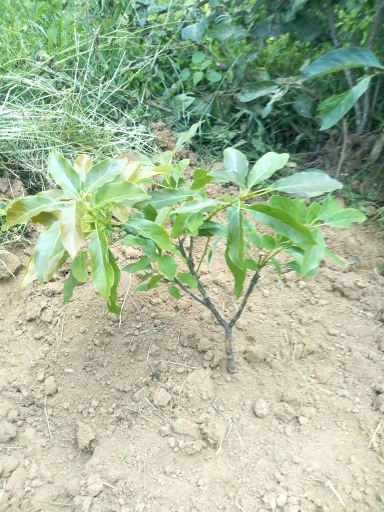 tree