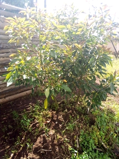 tree