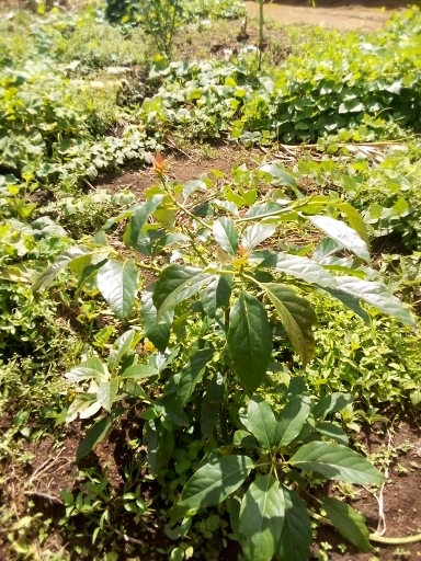 tree