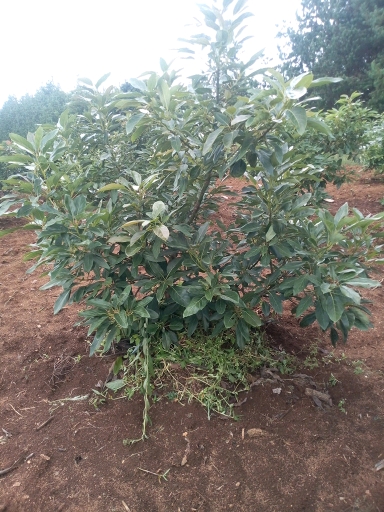 tree