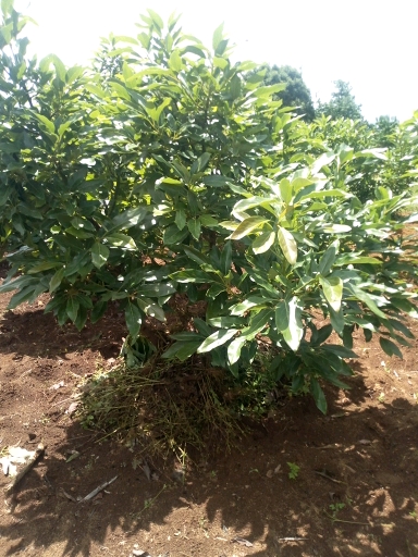 tree