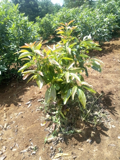 tree