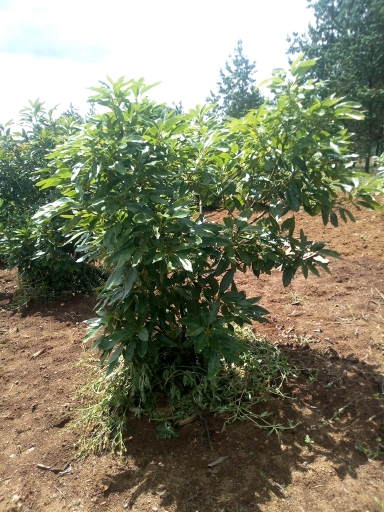 tree