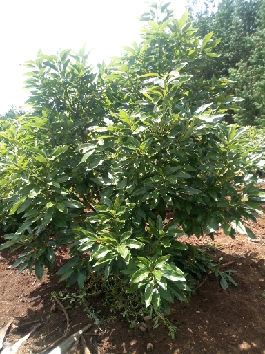 tree