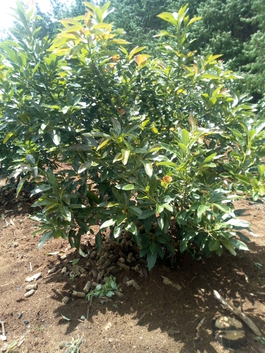 tree