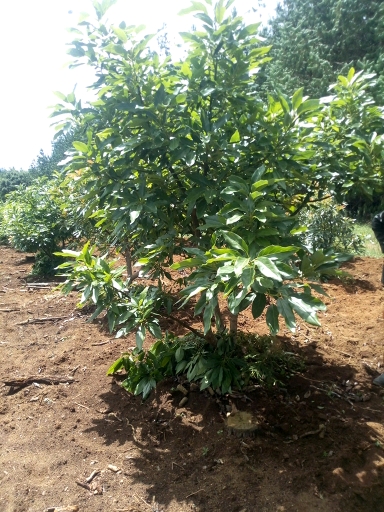 tree