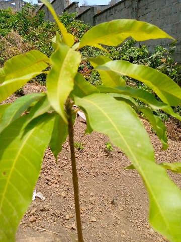 tree