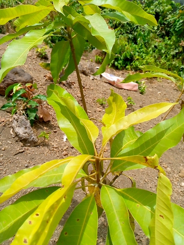tree