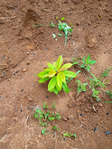 tree
